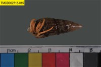 藏品(寄居蟹)的圖片